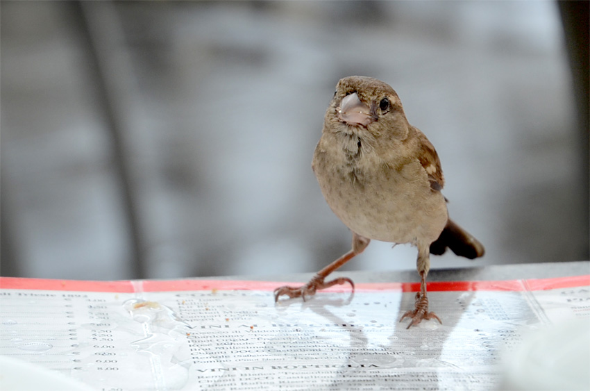 Galleria degli Uffizi