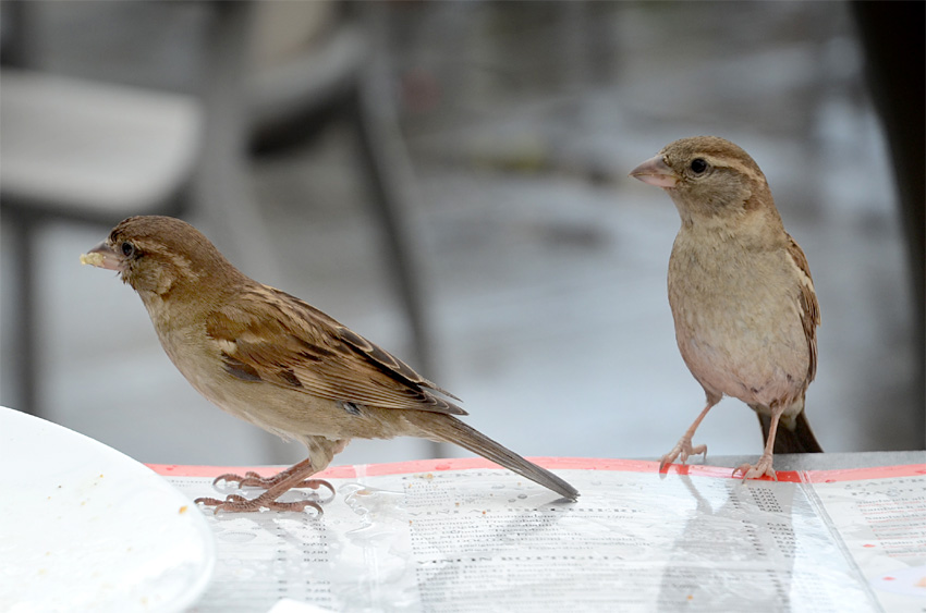Galleria degli Uffizi