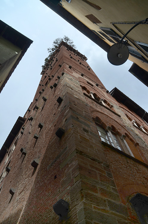 Lucca - Torre Guinigi