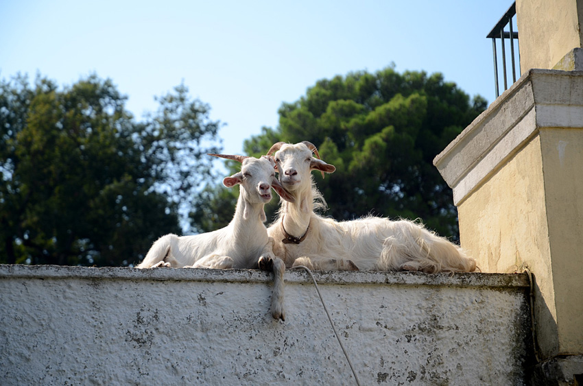 Kl�ter Agia Efimia