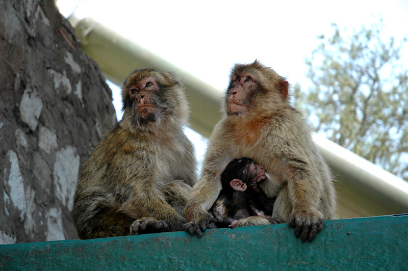 Gibraltar