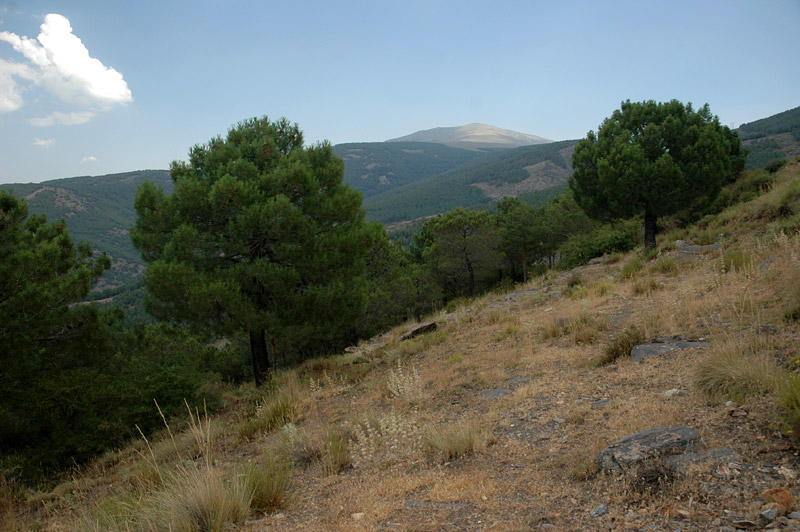 Sierra Nevada