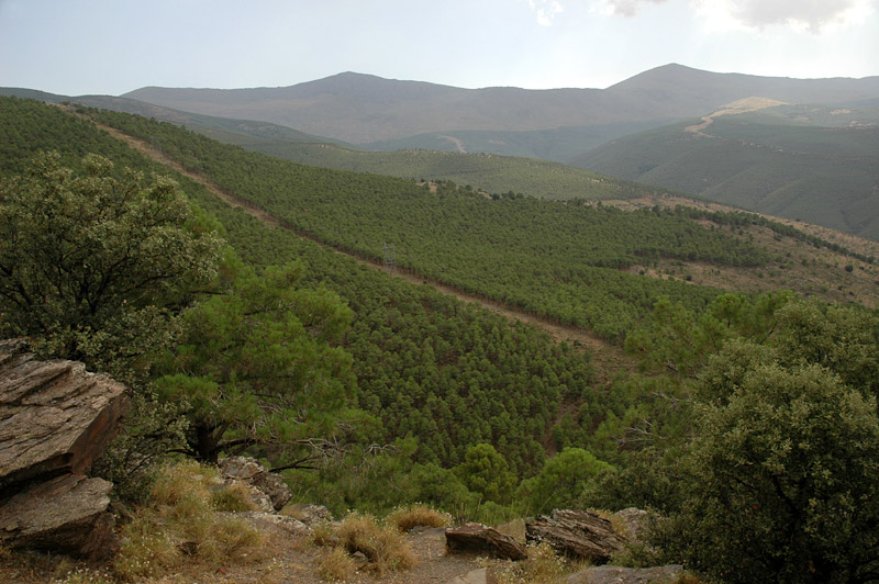 Sierra Nevada