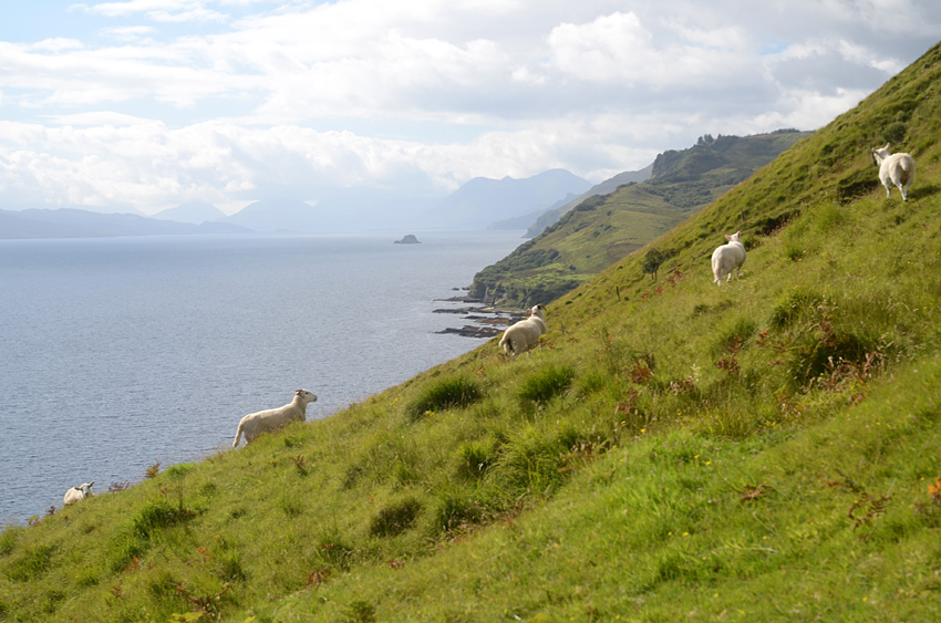 Rigg Viewpoint